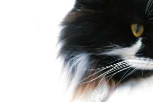 bobtail and the Ragdoll bobtail and the Ragdoll