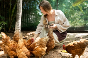 Easy chicken farming tips for homesteaders Easy chicken farming tips for homesteaders